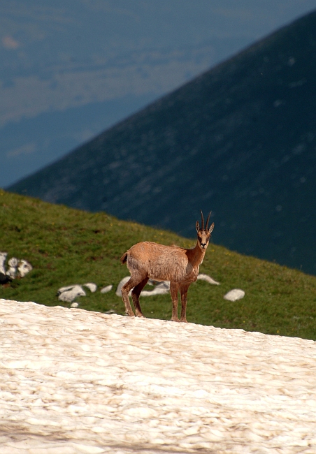 Camoscio d''Abruzzo Rupicapra pyrenaica ornata